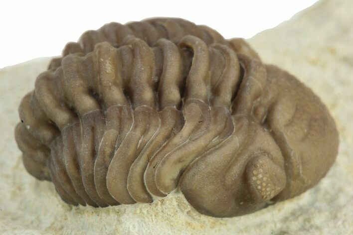 Enrolled Paciphacops Trilobite - Black Cat Mountain, Oklahoma #241430